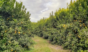 Cytryna (Lemon)
 SHARE  15ml.

Citrus limon
Soczysty, orzeźwiający zapach olejku Lemon jest niczym promienie słońca ukryte w butelce.Tłoczony na zimno ze skórki owocu, olejek ten pochodzi z niewielkiego, wiecznie zielonego drzewa cytrynowego. Cytryna wywodzi się z Azji i nazywana jest często „owocem zdrowia”. Stosowali ją już starożytni Egipcjanie i Rzymianie, doceniając jej liczne właściwości. Olejek eteryczny z cytryny ma nie tylko pobudzający zapach, ale można go również używać do zabiegów pielęgnacyjnych skóry i włosów, aby poczuć odświeżenie i oczyszczenie. Włącz kilka kropli do codziennej pielęgnacji, aby czerpać z tego radosnego zapachu jak najwięcej.

Olejek eteryczny Lemon firmy Young Living jest naprawdę wyjątkowy — to nie tylko promienie słońca w płynie, ale również ważny składnik wielu popularnych kompozycji. Niezależnie od tego, czy Twoim ulubionym produktem jest Transformation, czy też kultowy Thieves®, w obu znajdziesz rześkie, pobudzające nuty cytryny. Olejek z cytryny jest także składnikiem produktów z linii Thieves®, na przykład Thieves® Household Cleaner i Thieves® Bar Soap.

Właściwości: świeży, soczysty, orzeźwiający zapach.
Idealny do: połączenia z balsamem, żelem pod prysznic lub olejem bazowym, aby cieszyć się jędrną skórą pełną blasku.
Pasuje do: olejków eterycznych Lavender, Young Living Citrus Fresh® i Peppermint.\
 
 Jak używać olejku eterycznego Lemon
Miejscowo: Nanieś na wybrany obszar skóry. W przypadku wrażliwej skóry, rozcieńcz 5 kropli w 10 ml produktu Young Living V-6®. Pamiętaj, że należy unikać bezpośredniego działania promieni słonecznych lub promieni UV do 12 godzin po zastosowaniu tego produktu na skórę.

Sposoby użycia:

Pielęgnacja: Dodaj kilka kropli do ulubionego balsamu do ciała, żelu do kąpieli lub oleju bazowego, aby zadbać o równowagę skóry i nadać jej jędrność oraz młodzieńczy blask. .
Włosy: dodaj kilka kropli olejku do ulubionego szamponu, aby cieszyć się świeżością i cudownie miękkimi, błyszczącymi, odżywionymi włosami.
Masaż: Rozcieńcz 5 kropli w 10 ml produktu Young Living V-6® Enhanced Vegetable Oil Complex i wykonaj odprężający masaż zmęczonych mięśni.
Perfumy: wmasuj kroplę olejku w punkty wyczuwania pulsu i szyję, aby cieszyć się owocową świeżością.
Komu przypadnie do gustu olejek eteryczny Lemon?

Tym, którzy chcą się otoczyć świeżymi, cytrusowymi nutami.
Osobom, które chcą wzbogacić pielęgnację oczyszczającym olejkiem, wpływającym na młodzieńczy wygląd skóry.
Tym, którzy szukają nawilżającego dodatku do szamponu.
Połącz olejek eteryczny Lemon z:
Orange
Lavender
Young Living Citrus Fresh®
Tea Tree
Frankincense /a>
Olejek eteryczny z cytryny znajdziesz w:
Thieves®
Transformation
Forgiveness
 
 O roślinie
O gatunku Citrus limon
Drzewo cytrynowe wywodzi się z Azji, a do Europy trafiło dopiero w XVI wieku. Należy do rodziny rutowatych i może osiągać aż do 6 metrów wysokości. Do wyprodukowania jednej butelki olejku eterycznego Lemon firmy Young Living o pojemności 15 ml potrzeba 75 cytryn. Olejek pozyskuje się za pomocą tłoczenia na zimno ze skórki owocu, dzięki czemu jego zapach jest wyjątkowo świeży.

Farmy cytryny Young Living
Farma i destylarnia Amanzi Amahle — Kapsztad, Republika Południowej Afryki

Składniki

Farmy Young Living wyróżniają się na tle innych gospodarstw w branży i wyznaczają standardy destylacji olejków eterycznych. Z tego względu odgrywają one tak istotną rolę w procesie Seed to Seal®, który zobowiązuje nas do zapewnienia czystych, prawdziwych olejków eterycznych rodzinom na całym świecie. Zainwestowaliśmy wiele czasu i zasobów, aby zagwarantować, że standardy te są obecne na każdej z naszych farm, na farmach partnerskich oraz u dostawców posiadających certyfikat Seed to Seal. Dzięki temu do Twojego domu i rodziny trafia to, co najlepsze z natury. Rezultat? Końcowy produkt w najczystszej postaci, stworzony przy zachowaniu najwyższej jakości upraw, badań i standardów - trzech filarów procesu Seed to Seal.

Składniki
Olejek ze skórki cytryny (Citrus limon)*.
Może zawierać: cytral**, cytronelol**, geraniol**, limonen**, linalol**
*100% czysty olejek eteryczny.
**Naturalne składniki olejków eterycznych

Szczegółowe informacje na temat składników

Nazwa łacińska: Citrus limon
Rodzina: rutowate
Region uprawy: rośnie w Azji, głównie w północno-wschodnich Indiach, północnej Birmie lub w Chinach
Używana część rośliny: skórka
Metoda pozyskiwania: tłoczenie na zimno
Dowiedz się więcej o olejku eterycznym Lemon
Bezpieczeństwo stosowania olejku eterycznego Lemon
Przechowuj poza zasięgiem dzieci. Wyłącznie do użytku zewnętrznego. Unikaj kontaktu z oczami i błonami śluzowymi. W przypadku ciąży, karmienia piersią, przyjmowania leków lub choroby, przed użyciem skonsultuj się z lekarzem. Unikaj bezpośredniego działania promieni słonecznych lub promieni UV do 12 godzin od zastosowania.

Zainspiruj się
Chcesz poznać liczne sposoby użycia olejku eterycznego Lemon?
Pragniesz poczytać o tym, jak cieszyć się olejkami cytrusowymi latem?
Szukasz pomysłów na pyszne dania z dodatkiem olejku Lemon+?
Przeczytaj o historii olejku eterycznego z cytryny