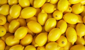 Cytryna (Lemon)
 SHARE  15ml.

Citrus limon
Soczysty, orzeźwiający zapach olejku Lemon jest niczym promienie słońca ukryte w butelce.Tłoczony na zimno ze skórki owocu, olejek ten pochodzi z niewielkiego, wiecznie zielonego drzewa cytrynowego. Cytryna wywodzi się z Azji i nazywana jest często „owocem zdrowia”. Stosowali ją już starożytni Egipcjanie i Rzymianie, doceniając jej liczne właściwości. Olejek eteryczny z cytryny ma nie tylko pobudzający zapach, ale można go również używać do zabiegów pielęgnacyjnych skóry i włosów, aby poczuć odświeżenie i oczyszczenie. Włącz kilka kropli do codziennej pielęgnacji, aby czerpać z tego radosnego zapachu jak najwięcej.

Olejek eteryczny Lemon firmy Young Living jest naprawdę wyjątkowy — to nie tylko promienie słońca w płynie, ale również ważny składnik wielu popularnych kompozycji. Niezależnie od tego, czy Twoim ulubionym produktem jest Transformation, czy też kultowy Thieves®, w obu znajdziesz rześkie, pobudzające nuty cytryny. Olejek z cytryny jest także składnikiem produktów z linii Thieves®, na przykład Thieves® Household Cleaner i Thieves® Bar Soap.

Właściwości: świeży, soczysty, orzeźwiający zapach.
Idealny do: połączenia z balsamem, żelem pod prysznic lub olejem bazowym, aby cieszyć się jędrną skórą pełną blasku.
Pasuje do: olejków eterycznych Lavender, Young Living Citrus Fresh® i Peppermint.\
 
 Jak używać olejku eterycznego Lemon
Miejscowo: Nanieś na wybrany obszar skóry. W przypadku wrażliwej skóry, rozcieńcz 5 kropli w 10 ml produktu Young Living V-6®. Pamiętaj, że należy unikać bezpośredniego działania promieni słonecznych lub promieni UV do 12 godzin po zastosowaniu tego produktu na skórę.

Sposoby użycia:

Pielęgnacja: Dodaj kilka kropli do ulubionego balsamu do ciała, żelu do kąpieli lub oleju bazowego, aby zadbać o równowagę skóry i nadać jej jędrność oraz młodzieńczy blask. .
Włosy: dodaj kilka kropli olejku do ulubionego szamponu, aby cieszyć się świeżością i cudownie miękkimi, błyszczącymi, odżywionymi włosami.
Masaż: Rozcieńcz 5 kropli w 10 ml produktu Young Living V-6® Enhanced Vegetable Oil Complex i wykonaj odprężający masaż zmęczonych mięśni.
Perfumy: wmasuj kroplę olejku w punkty wyczuwania pulsu i szyję, aby cieszyć się owocową świeżością.
Komu przypadnie do gustu olejek eteryczny Lemon?

Tym, którzy chcą się otoczyć świeżymi, cytrusowymi nutami.
Osobom, które chcą wzbogacić pielęgnację oczyszczającym olejkiem, wpływającym na młodzieńczy wygląd skóry.
Tym, którzy szukają nawilżającego dodatku do szamponu.
Połącz olejek eteryczny Lemon z:
Orange
Lavender
Young Living Citrus Fresh®
Tea Tree
Frankincense /a>
Olejek eteryczny z cytryny znajdziesz w:
Thieves®
Transformation
Forgiveness
 
 O roślinie
O gatunku Citrus limon
Drzewo cytrynowe wywodzi się z Azji, a do Europy trafiło dopiero w XVI wieku. Należy do rodziny rutowatych i może osiągać aż do 6 metrów wysokości. Do wyprodukowania jednej butelki olejku eterycznego Lemon firmy Young Living o pojemności 15 ml potrzeba 75 cytryn. Olejek pozyskuje się za pomocą tłoczenia na zimno ze skórki owocu, dzięki czemu jego zapach jest wyjątkowo świeży.

Farmy cytryny Young Living
Farma i destylarnia Amanzi Amahle — Kapsztad, Republika Południowej Afryki

Składniki

Farmy Young Living wyróżniają się na tle innych gospodarstw w branży i wyznaczają standardy destylacji olejków eterycznych. Z tego względu odgrywają one tak istotną rolę w procesie Seed to Seal®, który zobowiązuje nas do zapewnienia czystych, prawdziwych olejków eterycznych rodzinom na całym świecie. Zainwestowaliśmy wiele czasu i zasobów, aby zagwarantować, że standardy te są obecne na każdej z naszych farm, na farmach partnerskich oraz u dostawców posiadających certyfikat Seed to Seal. Dzięki temu do Twojego domu i rodziny trafia to, co najlepsze z natury. Rezultat? Końcowy produkt w najczystszej postaci, stworzony przy zachowaniu najwyższej jakości upraw, badań i standardów - trzech filarów procesu Seed to Seal.

Składniki
Olejek ze skórki cytryny (Citrus limon)*.
Może zawierać: cytral**, cytronelol**, geraniol**, limonen**, linalol**
*100% czysty olejek eteryczny.
**Naturalne składniki olejków eterycznych

Szczegółowe informacje na temat składników

Nazwa łacińska: Citrus limon
Rodzina: rutowate
Region uprawy: rośnie w Azji, głównie w północno-wschodnich Indiach, północnej Birmie lub w Chinach
Używana część rośliny: skórka
Metoda pozyskiwania: tłoczenie na zimno
Dowiedz się więcej o olejku eterycznym Lemon
Bezpieczeństwo stosowania olejku eterycznego Lemon
Przechowuj poza zasięgiem dzieci. Wyłącznie do użytku zewnętrznego. Unikaj kontaktu z oczami i błonami śluzowymi. W przypadku ciąży, karmienia piersią, przyjmowania leków lub choroby, przed użyciem skonsultuj się z lekarzem. Unikaj bezpośredniego działania promieni słonecznych lub promieni UV do 12 godzin od zastosowania.

Zainspiruj się
Chcesz poznać liczne sposoby użycia olejku eterycznego Lemon?
Pragniesz poczytać o tym, jak cieszyć się olejkami cytrusowymi latem?
Szukasz pomysłów na pyszne dania z dodatkiem olejku Lemon+?
Przeczytaj o historii olejku eterycznego z cytryny