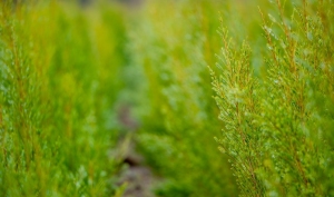 Drzewo herbaciane (Tea Tree)
 SHARE  15 ml.

Melaleuca alternifolia

Olejek eteryczny z drzewa herbacianego jest jednym z najczęściej stosowanych i badanych olejków na świecie. Ma nie tylko świeży zapach, ale również właściwości oczyszczające. Tak naprawdę jest tak uniwersalny, że można go stosować w zasadzie do wszystkiego: od zapachów perfum po pielęgnację skóry. Dzięki buteleczce czystego olejku eterycznego z drzewa herbacianego można też wzbogacić praktykę jogi lub medytacji, a jego działanie oczyszczające i nawilżające sprawia, że jest świetnym dodatkiem do balsamu do ciała, żelu pod prysznic, czy też produktów do włosów.

Olejek pozyskuje się w procesie destylacji parą wodną z liści melaleuki skrętolistnej — pochodzącego z Australii drzewa z rodziny mirtowatych. Olejek z drzewa herbacianego ceniony jest od wieków ze względu na liczne zalety, jednak współcześnie wykorzystuje się go głównie w kosmetykach ze względu na właściwości odżywiające skórę i działanie antyoksydacyjne.

Olejek Tea Tree firmy Young Living pozyskuje się na farmie i w destylarni Amanzi Amahle w Kapsztadzie w RPA. Jej pracownicy współpracują z lokalnymi plantatorami z całego regionu, wytwarzając jeden z najpopularniejszych olejków Young Living. Zgodnie z zobowiązaniem do jakości Seed to Seal®, współpraca ta dostarcza zasobów, których mniejsze gospodarstwa potrzebują, aby wytwarzać najwyższej jakości olejki eteryczne, pokazując również, jak właściwie traktować ludzi i tereny uprawne.

Właściwości: Kojący zapach połączony z działaniem oczyszczającym.
Idealny do: połączenia z produktami do włosów, aby zadbać o zdrowy wygląd skóry głowy lub do stosowania na skórę, by zmniejszyć widoczność niedoskonałości.
Pasuje do: olejków eterycznych Lavender, Clove i Melissa.
 
 Jak używać olejku eterycznego Tea Tree
Miejscowo: Nanieś na wybrany obszar skóry. W przypadku wrażliwej skóry, rozcieńcz 15 kropli w 10 ml produktu Young Living V-6®.

Sposoby użycia:

Pielęgnacja: Dodaj parę kropli do ulubionego balsamu, żelu do kąpieli lub oleju bazowego dla oczyszczenia skóry.
Kąpiel: Dodaj 6-8 kropli do gorącej kąpieli i ciesz się chwilą rozpieszczenia.
Masaż: Rozcieńcz 15 kropli w 10 ml produktu Young Living V-6® Enhanced Vegetable Oil Complex i wykonaj odprężający masaż zmęczonych mięśni.
Perfumy: Nanieś na szyję i punkty wyczuwania pulsu, aby cieszyć się kojącym zapachem. Połącz z olejkami Jasmine, Lavender lub Rose dla dodatkowej słodkiej nuty.
Komu przypadnie do gustu olejek eteryczny Tea Tree?

Tym, którzy pragną otoczyć się ziemistym, kojącym zapachem.
Osobom, które chcą wzbogacić pielęgnację skóry produktem oczyszczającym.
Tym, którzy szukają nawilżającego, odżywiającego dodatku do szamponu.
Połącz olejek eteryczny Tea Tree z:
Melissa
Lavender
Clove
Eucalyptus Radiata
Thieves®
Olejek eteryczny z drzewa herbacianego znajdziesz w:
KidScents® KidCare
Young Living Purification®
 
 O roślinie
	
O gatunku Melaleuca alternifolia
Pochodzące z Australii, ale uprawiane przez Young Living na farmie w RPA, drzewo herbaciane, zwane również melaleuką skrętolistną, jest rośliną z rodziny mirtowatych. Aby wytworzyć olejek eteryczny, destyluje się liście rośliny. Pochodzący z nich olejek ma ziemisty, odświeżający i podnoszący na duchu zapach, który można stosować na wiele sposobów. Olejek z drzewa herbacianego jest szczególnie popularny z przemyśle kosmetycznym, ponieważ jego właściwości oczyszczające czynią go doskonałym składnikiem produktów do pielęgnacji skóry. Stosowany miejscowo, wpływa pozytywnie na zdrowy wygląd skóry. Jego świeży zapach świetnie sprawdza się również w połączeniu z innymi olejkami jako oryginalne perfumy.

Farmy drzewa herbacianego Young Living
Farma i destylarnia Amanzi Amahle — Kapsztad, Republika Południowej Afryki
Składniki

Farmy Young Living wyróżniają się na tle innych gospodarstw w branży i wyznaczają standardy destylacji olejków eterycznych. Z tego względu odgrywają one tak istotną rolę w procesie Seed to Seal®, który zobowiązuje nas do zapewnienia czystych, prawdziwych olejków eterycznych rodzinom na całym świecie. Zainwestowaliśmy wiele czasu i zasobów, aby zagwarantować, że standardy te są obecne na każdej z naszych farm, na farmach partnerskich oraz u dostawców posiadających certyfikat Seed to Seal. Dzięki temu do Twojego domu i rodziny trafia to, co najlepsze z natury. Rezultat? Końcowy produkt w najczystszej postaci, stworzony przy zachowaniu najwyższej jakości upraw, badań i standardów - trzech filarów procesu Seed to Seal.

Składniki
Olejek z liści melaleuki skrętolistnej (Melaleuca alternifolia)*. .
Może zawierać: geraniol**, limonen**, linalol**.
*100% czysty olejek eteryczny
** Naturalne składniki olejków eterycznych

Szczegółowe informacje na temat składników

Nazwa łacińska: Melaleuca alternifolia
Rodzina: mirtowate
Region uprawy: pochodzi z Australii, a uprawiana jest przez Young Living w RPA
Używana część rośliny: liście
Metoda pozyskiwania: destylacja parą wodną
Dowiedz się więcej o olejku eterycznym Tea Tree
Bezpieczeństwo stosowania olejku eterycznego Tea Tree
Przechowuj poza zasięgiem dzieci. Wyłącznie do użytku zewnętrznego. Unikaj kontaktu z oczami i błonami śluzowymi. W przypadku ciąży, karmienia piersią, przyjmowania leków lub choroby, przed użyciem skonsultuj się z lekarzem.

Zainspiruj się
Chcesz poznać liczne sposoby użycia olejku eterycznego Tea Tree?
Chcesz przeczytać o tym, jak włączyć olejek Tea Tree do męskiej pielęgnacji?
Pragniesz przetestować płukankę do włosów z olejkiem z drzewa herbacianego?
Przeczytaj o historii olejku eterycznego z drzewa herbacianego