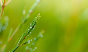 Drzewo herbaciane (Tea Tree)
 SHARE  15 ml.

Melaleuca alternifolia

Olejek eteryczny z drzewa herbacianego jest jednym z najczęściej stosowanych i badanych olejków na świecie. Ma nie tylko świeży zapach, ale również właściwości oczyszczające. Tak naprawdę jest tak uniwersalny, że można go stosować w zasadzie do wszystkiego: od zapachów perfum po pielęgnację skóry. Dzięki buteleczce czystego olejku eterycznego z drzewa herbacianego można też wzbogacić praktykę jogi lub medytacji, a jego działanie oczyszczające i nawilżające sprawia, że jest świetnym dodatkiem do balsamu do ciała, żelu pod prysznic, czy też produktów do włosów.

Olejek pozyskuje się w procesie destylacji parą wodną z liści melaleuki skrętolistnej — pochodzącego z Australii drzewa z rodziny mirtowatych. Olejek z drzewa herbacianego ceniony jest od wieków ze względu na liczne zalety, jednak współcześnie wykorzystuje się go głównie w kosmetykach ze względu na właściwości odżywiające skórę i działanie antyoksydacyjne.

Olejek Tea Tree firmy Young Living pozyskuje się na farmie i w destylarni Amanzi Amahle w Kapsztadzie w RPA. Jej pracownicy współpracują z lokalnymi plantatorami z całego regionu, wytwarzając jeden z najpopularniejszych olejków Young Living. Zgodnie z zobowiązaniem do jakości Seed to Seal®, współpraca ta dostarcza zasobów, których mniejsze gospodarstwa potrzebują, aby wytwarzać najwyższej jakości olejki eteryczne, pokazując również, jak właściwie traktować ludzi i tereny uprawne.

Właściwości: Kojący zapach połączony z działaniem oczyszczającym.
Idealny do: połączenia z produktami do włosów, aby zadbać o zdrowy wygląd skóry głowy lub do stosowania na skórę, by zmniejszyć widoczność niedoskonałości.
Pasuje do: olejków eterycznych Lavender, Clove i Melissa.
 
 Jak używać olejku eterycznego Tea Tree
Miejscowo: Nanieś na wybrany obszar skóry. W przypadku wrażliwej skóry, rozcieńcz 15 kropli w 10 ml produktu Young Living V-6®.

Sposoby użycia:

Pielęgnacja: Dodaj parę kropli do ulubionego balsamu, żelu do kąpieli lub oleju bazowego dla oczyszczenia skóry.
Kąpiel: Dodaj 6-8 kropli do gorącej kąpieli i ciesz się chwilą rozpieszczenia.
Masaż: Rozcieńcz 15 kropli w 10 ml produktu Young Living V-6® Enhanced Vegetable Oil Complex i wykonaj odprężający masaż zmęczonych mięśni.
Perfumy: Nanieś na szyję i punkty wyczuwania pulsu, aby cieszyć się kojącym zapachem. Połącz z olejkami Jasmine, Lavender lub Rose dla dodatkowej słodkiej nuty.
Komu przypadnie do gustu olejek eteryczny Tea Tree?

Tym, którzy pragną otoczyć się ziemistym, kojącym zapachem.
Osobom, które chcą wzbogacić pielęgnację skóry produktem oczyszczającym.
Tym, którzy szukają nawilżającego, odżywiającego dodatku do szamponu.
Połącz olejek eteryczny Tea Tree z:
Melissa
Lavender
Clove
Eucalyptus Radiata
Thieves®
Olejek eteryczny z drzewa herbacianego znajdziesz w:
KidScents® KidCare
Young Living Purification®
 
 O roślinie
	
O gatunku Melaleuca alternifolia
Pochodzące z Australii, ale uprawiane przez Young Living na farmie w RPA, drzewo herbaciane, zwane również melaleuką skrętolistną, jest rośliną z rodziny mirtowatych. Aby wytworzyć olejek eteryczny, destyluje się liście rośliny. Pochodzący z nich olejek ma ziemisty, odświeżający i podnoszący na duchu zapach, który można stosować na wiele sposobów. Olejek z drzewa herbacianego jest szczególnie popularny z przemyśle kosmetycznym, ponieważ jego właściwości oczyszczające czynią go doskonałym składnikiem produktów do pielęgnacji skóry. Stosowany miejscowo, wpływa pozytywnie na zdrowy wygląd skóry. Jego świeży zapach świetnie sprawdza się również w połączeniu z innymi olejkami jako oryginalne perfumy.

Farmy drzewa herbacianego Young Living
Farma i destylarnia Amanzi Amahle — Kapsztad, Republika Południowej Afryki
Składniki

Farmy Young Living wyróżniają się na tle innych gospodarstw w branży i wyznaczają standardy destylacji olejków eterycznych. Z tego względu odgrywają one tak istotną rolę w procesie Seed to Seal®, który zobowiązuje nas do zapewnienia czystych, prawdziwych olejków eterycznych rodzinom na całym świecie. Zainwestowaliśmy wiele czasu i zasobów, aby zagwarantować, że standardy te są obecne na każdej z naszych farm, na farmach partnerskich oraz u dostawców posiadających certyfikat Seed to Seal. Dzięki temu do Twojego domu i rodziny trafia to, co najlepsze z natury. Rezultat? Końcowy produkt w najczystszej postaci, stworzony przy zachowaniu najwyższej jakości upraw, badań i standardów - trzech filarów procesu Seed to Seal.

Składniki
Olejek z liści melaleuki skrętolistnej (Melaleuca alternifolia)*. .
Może zawierać: geraniol**, limonen**, linalol**.
*100% czysty olejek eteryczny
** Naturalne składniki olejków eterycznych

Szczegółowe informacje na temat składników

Nazwa łacińska: Melaleuca alternifolia
Rodzina: mirtowate
Region uprawy: pochodzi z Australii, a uprawiana jest przez Young Living w RPA
Używana część rośliny: liście
Metoda pozyskiwania: destylacja parą wodną
Dowiedz się więcej o olejku eterycznym Tea Tree
Bezpieczeństwo stosowania olejku eterycznego Tea Tree
Przechowuj poza zasięgiem dzieci. Wyłącznie do użytku zewnętrznego. Unikaj kontaktu z oczami i błonami śluzowymi. W przypadku ciąży, karmienia piersią, przyjmowania leków lub choroby, przed użyciem skonsultuj się z lekarzem.

Zainspiruj się
Chcesz poznać liczne sposoby użycia olejku eterycznego Tea Tree?
Chcesz przeczytać o tym, jak włączyć olejek Tea Tree do męskiej pielęgnacji?
Pragniesz przetestować płukankę do włosów z olejkiem z drzewa herbacianego?
Przeczytaj o historii olejku eterycznego z drzewa herbacianego