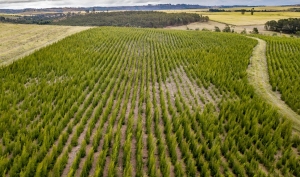 Drzewo herbaciane (Tea Tree)
 SHARE  15 ml.

Melaleuca alternifolia

Olejek eteryczny z drzewa herbacianego jest jednym z najczęściej stosowanych i badanych olejków na świecie. Ma nie tylko świeży zapach, ale również właściwości oczyszczające. Tak naprawdę jest tak uniwersalny, że można go stosować w zasadzie do wszystkiego: od zapachów perfum po pielęgnację skóry. Dzięki buteleczce czystego olejku eterycznego z drzewa herbacianego można też wzbogacić praktykę jogi lub medytacji, a jego działanie oczyszczające i nawilżające sprawia, że jest świetnym dodatkiem do balsamu do ciała, żelu pod prysznic, czy też produktów do włosów.

Olejek pozyskuje się w procesie destylacji parą wodną z liści melaleuki skrętolistnej — pochodzącego z Australii drzewa z rodziny mirtowatych. Olejek z drzewa herbacianego ceniony jest od wieków ze względu na liczne zalety, jednak współcześnie wykorzystuje się go głównie w kosmetykach ze względu na właściwości odżywiające skórę i działanie antyoksydacyjne.

Olejek Tea Tree firmy Young Living pozyskuje się na farmie i w destylarni Amanzi Amahle w Kapsztadzie w RPA. Jej pracownicy współpracują z lokalnymi plantatorami z całego regionu, wytwarzając jeden z najpopularniejszych olejków Young Living. Zgodnie z zobowiązaniem do jakości Seed to Seal®, współpraca ta dostarcza zasobów, których mniejsze gospodarstwa potrzebują, aby wytwarzać najwyższej jakości olejki eteryczne, pokazując również, jak właściwie traktować ludzi i tereny uprawne.

Właściwości: Kojący zapach połączony z działaniem oczyszczającym.
Idealny do: połączenia z produktami do włosów, aby zadbać o zdrowy wygląd skóry głowy lub do stosowania na skórę, by zmniejszyć widoczność niedoskonałości.
Pasuje do: olejków eterycznych Lavender, Clove i Melissa.
 
 Jak używać olejku eterycznego Tea Tree
Miejscowo: Nanieś na wybrany obszar skóry. W przypadku wrażliwej skóry, rozcieńcz 15 kropli w 10 ml produktu Young Living V-6®.

Sposoby użycia:

Pielęgnacja: Dodaj parę kropli do ulubionego balsamu, żelu do kąpieli lub oleju bazowego dla oczyszczenia skóry.
Kąpiel: Dodaj 6-8 kropli do gorącej kąpieli i ciesz się chwilą rozpieszczenia.
Masaż: Rozcieńcz 15 kropli w 10 ml produktu Young Living V-6® Enhanced Vegetable Oil Complex i wykonaj odprężający masaż zmęczonych mięśni.
Perfumy: Nanieś na szyję i punkty wyczuwania pulsu, aby cieszyć się kojącym zapachem. Połącz z olejkami Jasmine, Lavender lub Rose dla dodatkowej słodkiej nuty.
Komu przypadnie do gustu olejek eteryczny Tea Tree?

Tym, którzy pragną otoczyć się ziemistym, kojącym zapachem.
Osobom, które chcą wzbogacić pielęgnację skóry produktem oczyszczającym.
Tym, którzy szukają nawilżającego, odżywiającego dodatku do szamponu.
Połącz olejek eteryczny Tea Tree z:
Melissa
Lavender
Clove
Eucalyptus Radiata
Thieves®
Olejek eteryczny z drzewa herbacianego znajdziesz w:
KidScents® KidCare
Young Living Purification®
 
 O roślinie
	
O gatunku Melaleuca alternifolia
Pochodzące z Australii, ale uprawiane przez Young Living na farmie w RPA, drzewo herbaciane, zwane również melaleuką skrętolistną, jest rośliną z rodziny mirtowatych. Aby wytworzyć olejek eteryczny, destyluje się liście rośliny. Pochodzący z nich olejek ma ziemisty, odświeżający i podnoszący na duchu zapach, który można stosować na wiele sposobów. Olejek z drzewa herbacianego jest szczególnie popularny z przemyśle kosmetycznym, ponieważ jego właściwości oczyszczające czynią go doskonałym składnikiem produktów do pielęgnacji skóry. Stosowany miejscowo, wpływa pozytywnie na zdrowy wygląd skóry. Jego świeży zapach świetnie sprawdza się również w połączeniu z innymi olejkami jako oryginalne perfumy.

Farmy drzewa herbacianego Young Living
Farma i destylarnia Amanzi Amahle — Kapsztad, Republika Południowej Afryki
Składniki

Farmy Young Living wyróżniają się na tle innych gospodarstw w branży i wyznaczają standardy destylacji olejków eterycznych. Z tego względu odgrywają one tak istotną rolę w procesie Seed to Seal®, który zobowiązuje nas do zapewnienia czystych, prawdziwych olejków eterycznych rodzinom na całym świecie. Zainwestowaliśmy wiele czasu i zasobów, aby zagwarantować, że standardy te są obecne na każdej z naszych farm, na farmach partnerskich oraz u dostawców posiadających certyfikat Seed to Seal. Dzięki temu do Twojego domu i rodziny trafia to, co najlepsze z natury. Rezultat? Końcowy produkt w najczystszej postaci, stworzony przy zachowaniu najwyższej jakości upraw, badań i standardów - trzech filarów procesu Seed to Seal.

Składniki
Olejek z liści melaleuki skrętolistnej (Melaleuca alternifolia)*. .
Może zawierać: geraniol**, limonen**, linalol**.
*100% czysty olejek eteryczny
** Naturalne składniki olejków eterycznych

Szczegółowe informacje na temat składników

Nazwa łacińska: Melaleuca alternifolia
Rodzina: mirtowate
Region uprawy: pochodzi z Australii, a uprawiana jest przez Young Living w RPA
Używana część rośliny: liście
Metoda pozyskiwania: destylacja parą wodną
Dowiedz się więcej o olejku eterycznym Tea Tree
Bezpieczeństwo stosowania olejku eterycznego Tea Tree
Przechowuj poza zasięgiem dzieci. Wyłącznie do użytku zewnętrznego. Unikaj kontaktu z oczami i błonami śluzowymi. W przypadku ciąży, karmienia piersią, przyjmowania leków lub choroby, przed użyciem skonsultuj się z lekarzem.

Zainspiruj się
Chcesz poznać liczne sposoby użycia olejku eterycznego Tea Tree?
Chcesz przeczytać o tym, jak włączyć olejek Tea Tree do męskiej pielęgnacji?
Pragniesz przetestować płukankę do włosów z olejkiem z drzewa herbacianego?
Przeczytaj o historii olejku eterycznego z drzewa herbacianego